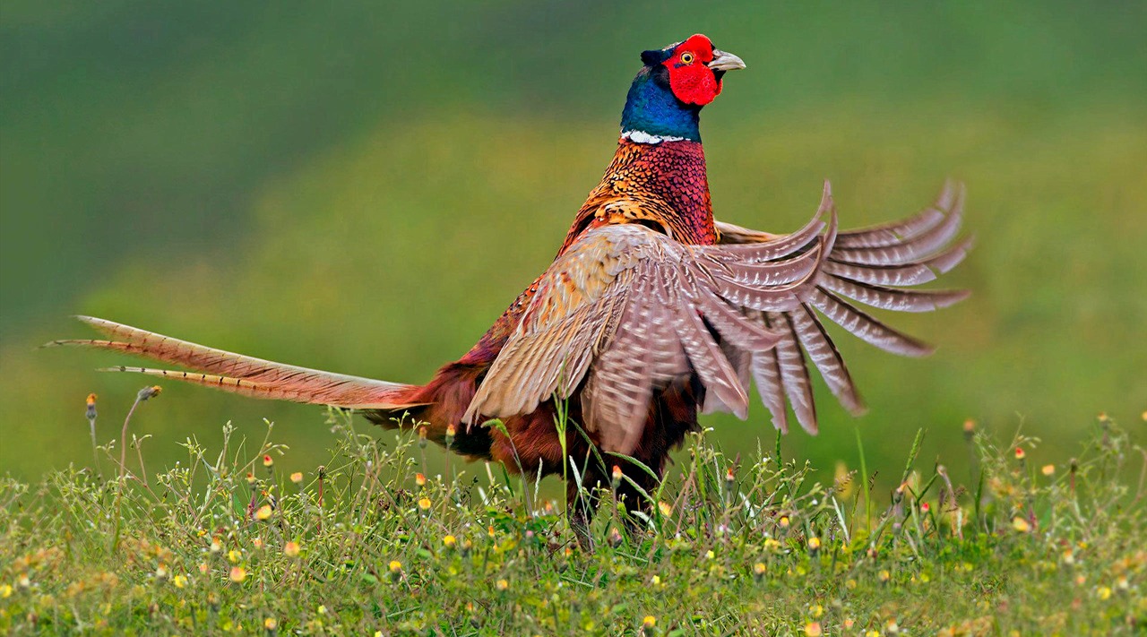 野鸡都选在白天觅食,那晚上它们会去哪里睡觉呢?