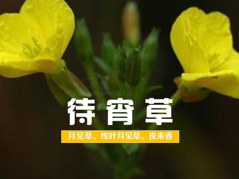 待宵草:柳叶菜科,月见草属直立或外倾一年生或二年生草本植物