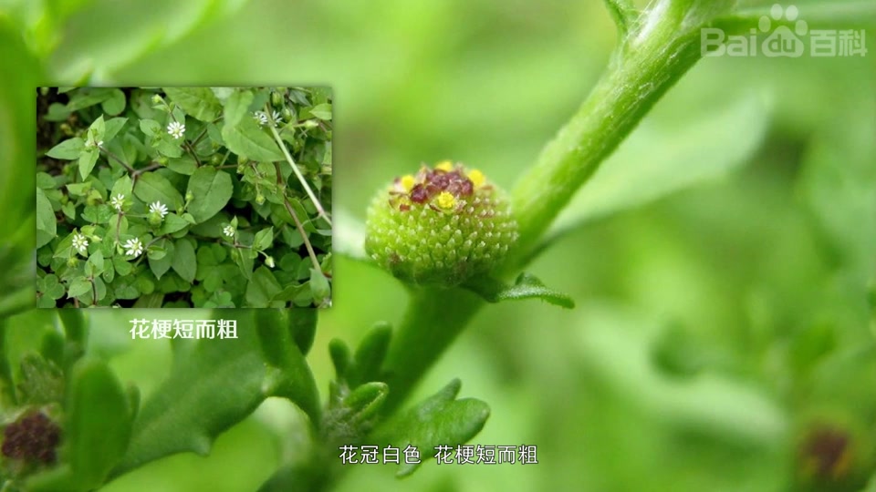 鹅仔不食草