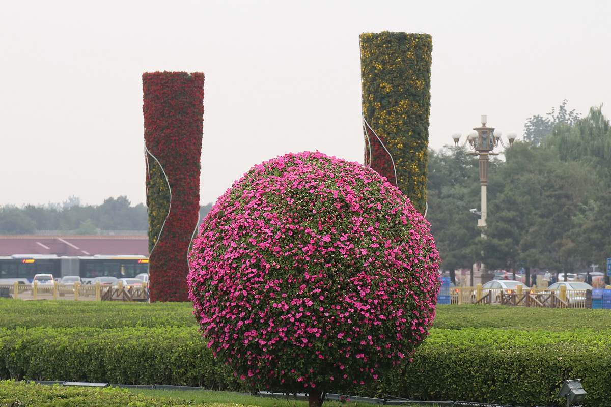 ***_***2014年9月22日,"国产菊花"在天安门广场东西两侧的"祥云柱"上