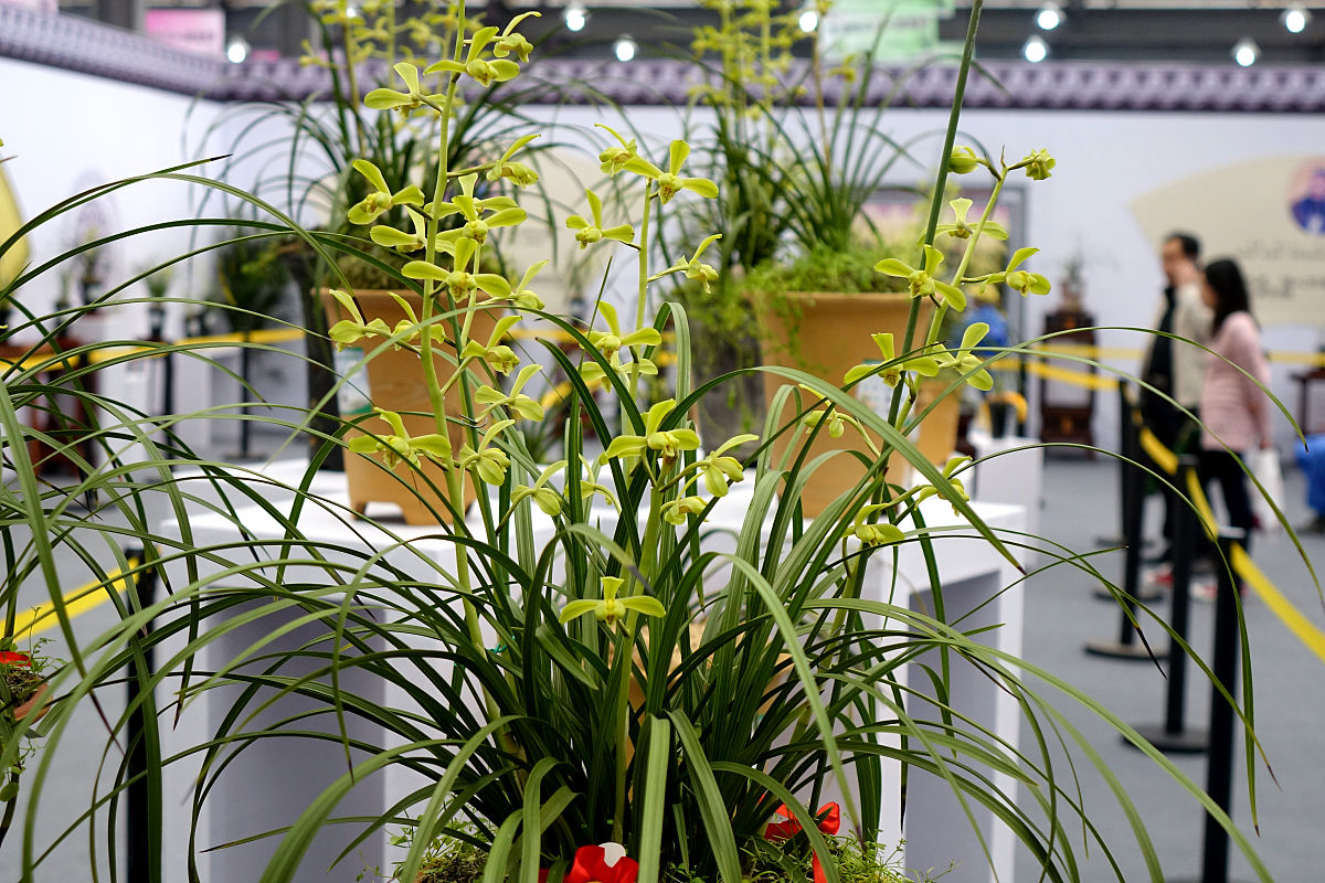 兰花产业基地项目：理由、过程及发展前景