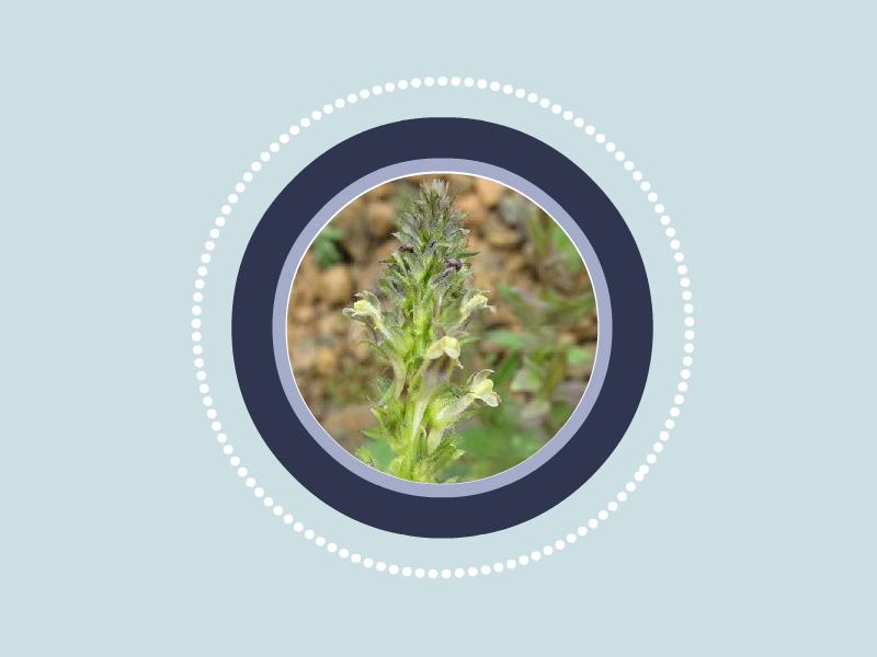 一分钟了解云南柳穿鱼