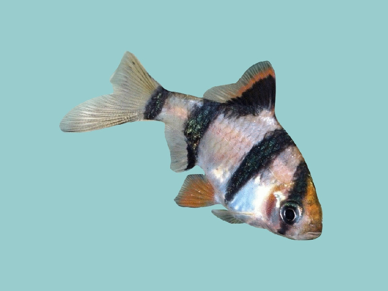 平平鱼:属于鲤科属的一种鱼