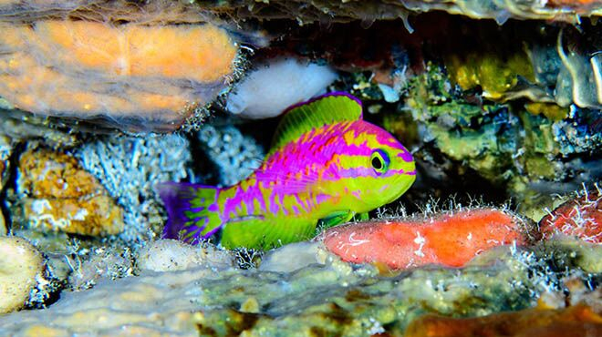 确认是一种全新物种!科学家在“暮色带”发现荧光色鱼类