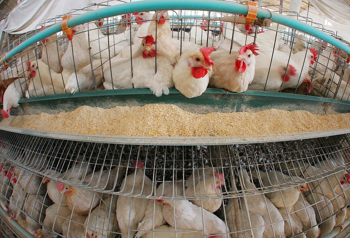 Effect of Lighting and Photoperiod on Chicken Egg Production and Quality的研究发现了什么结论