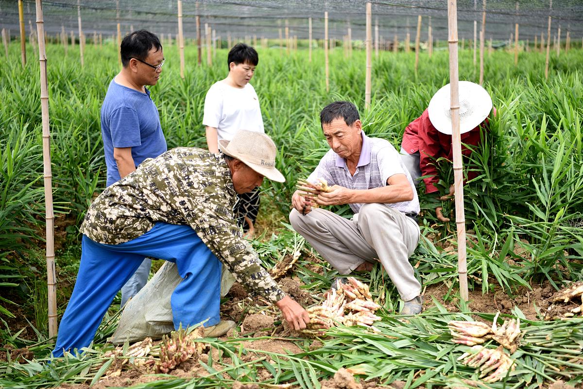 生姜种植高产秘诀：科学施肥、打药管理方案（附时间和数字）