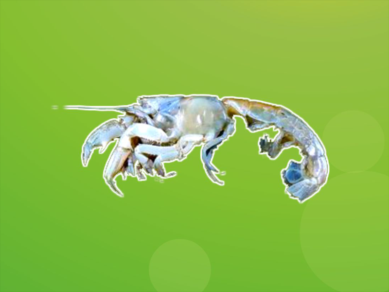 原来美食奥蝼蛄虾长这样