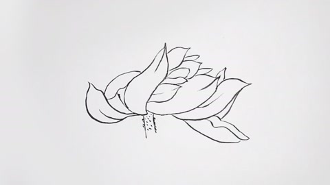 工笔白描,基础学习教程:荷花的画法「二」