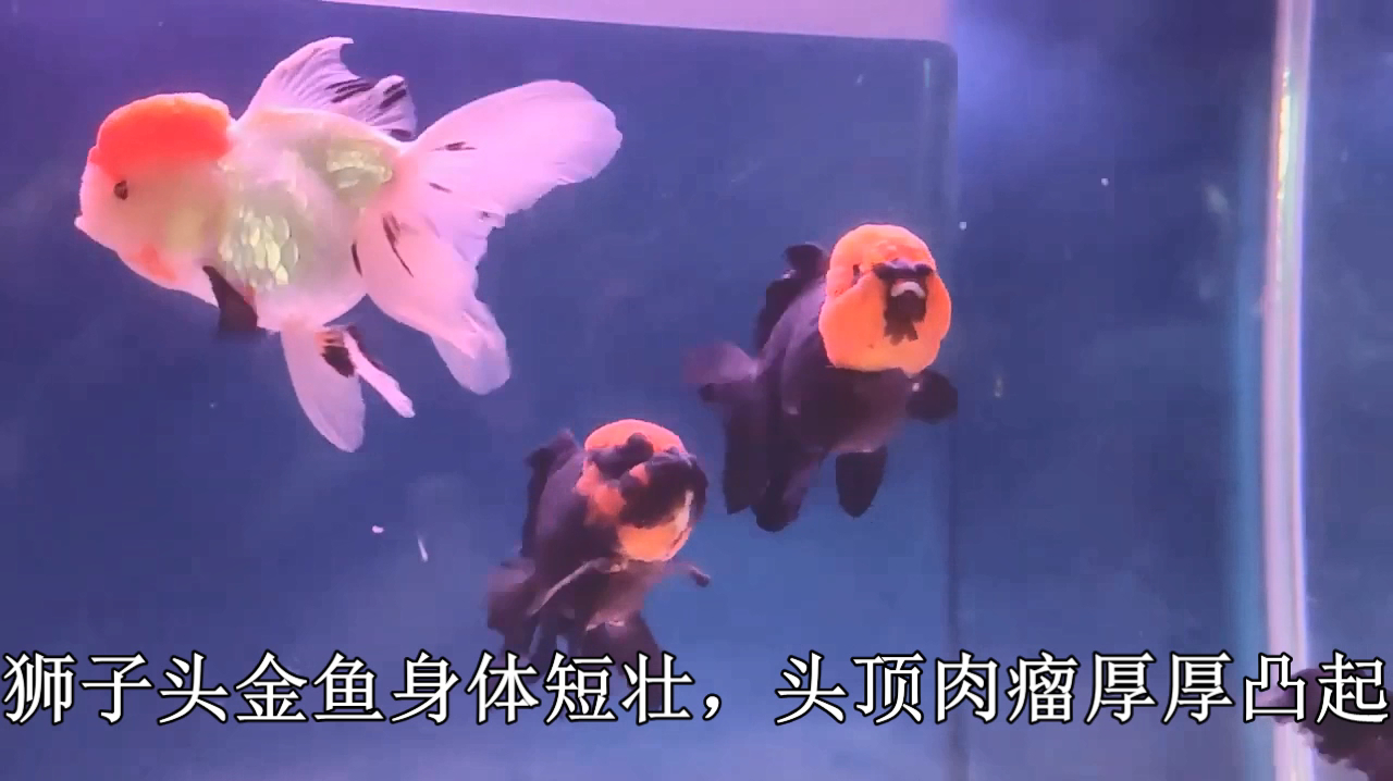 金鱼中的高级品种狮子头,它身短体壮,酷似一头威风凛凛的雄狮!