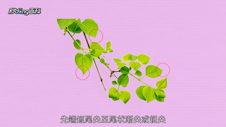 原来白丁香花长这样