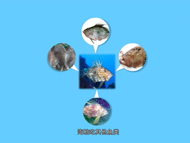 海鲂鱼:广布于全世界中度深的水域