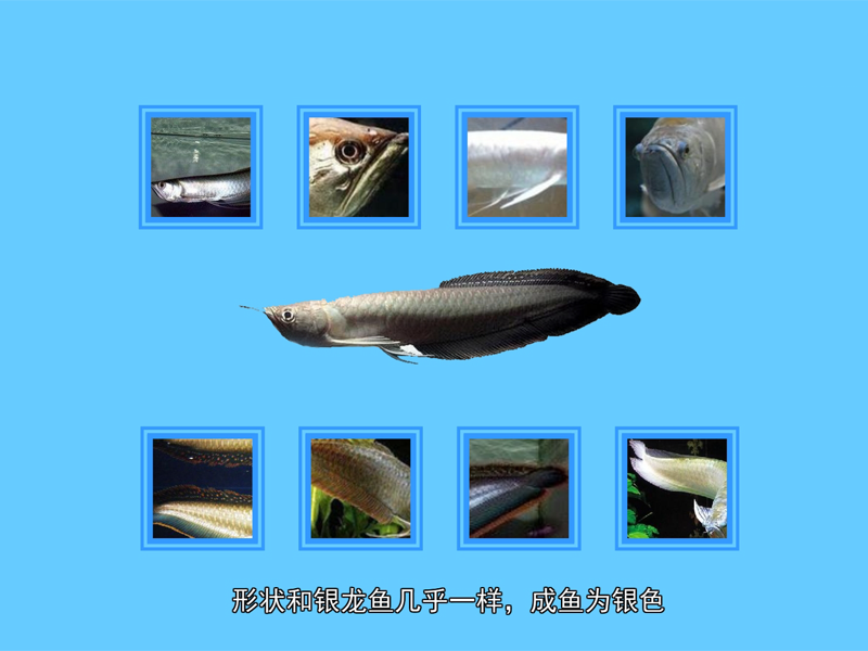 黑龙鱼:以鱼、虾、贝为食。6-8龄达性成熟