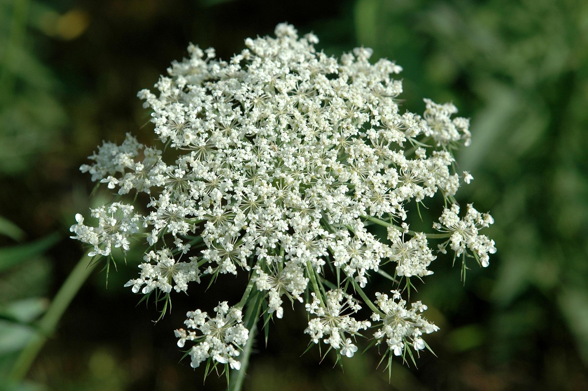 主题《无名的野花》编创一个舞蹈脚本使用服装道具妆容道具要陌生化并带有符号性