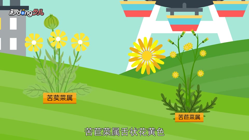「秒懂少儿」苦苣菜属和苦荬菜属的区别