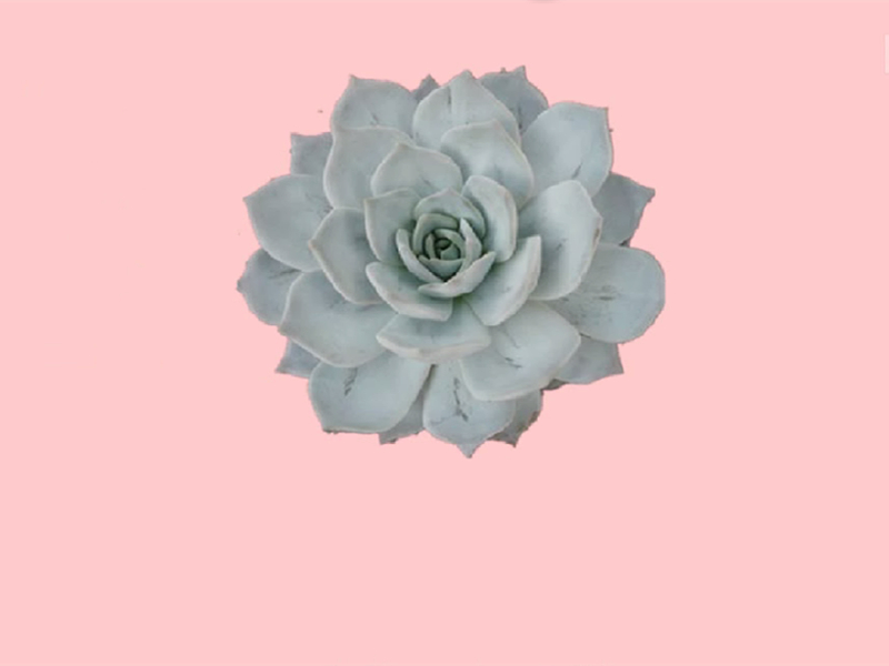 丽娜莲:一种景天科拟石莲花属多肉植物