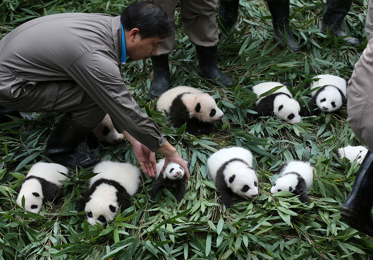 雅安职业学校：探秘熊猫家园，感受人与自然的和谐