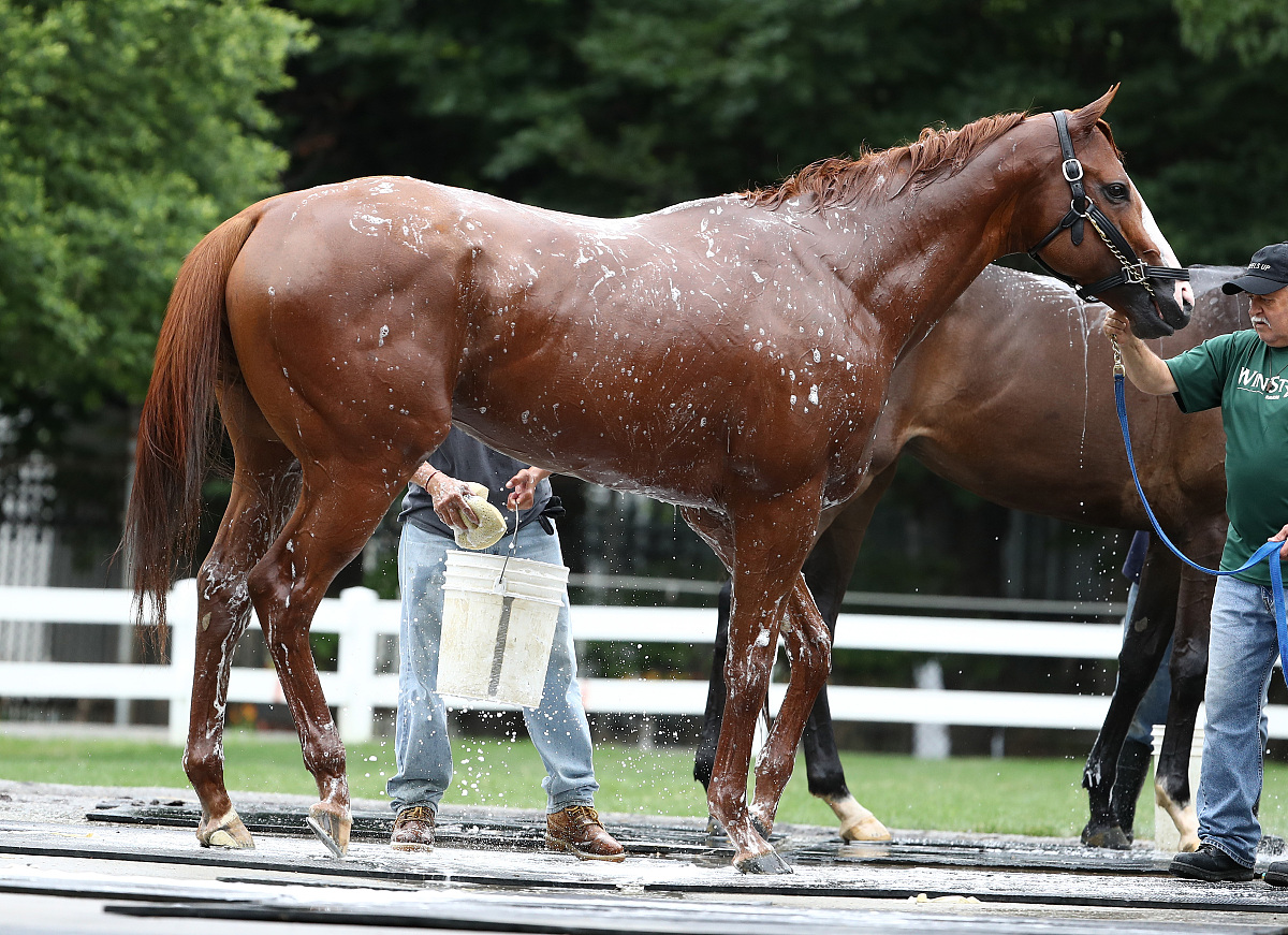 elmont, ny - june 07:  triple crown and belmont stakes contender