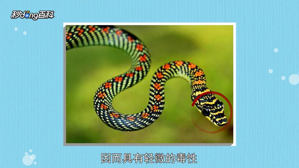 原来飞蛇长这样