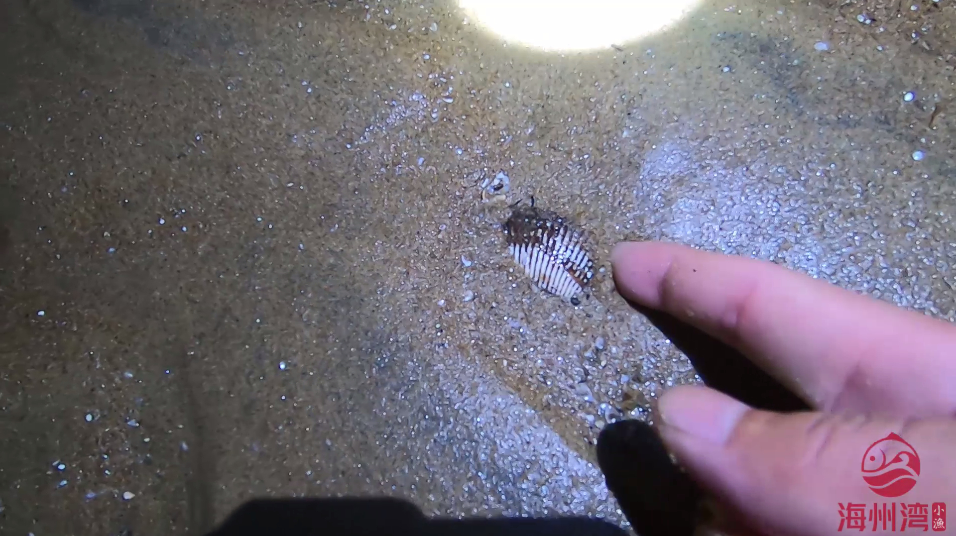 夏末秋初海边迎来毛蚶的爆发期,小伙一会捉了几十个。直说过瘾!