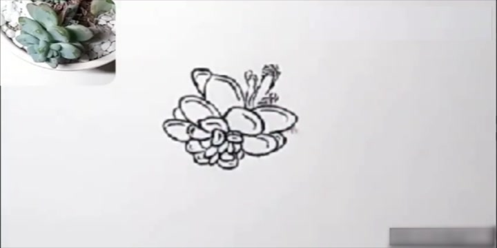 半分钟手绘多肉,画出的不仅是肉,还有爱哦