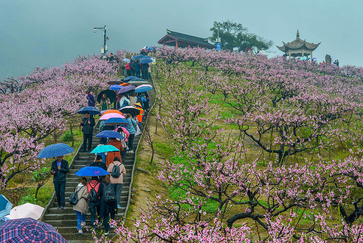 用精致的语言去评论一篇关于宁波春游攻略的文章