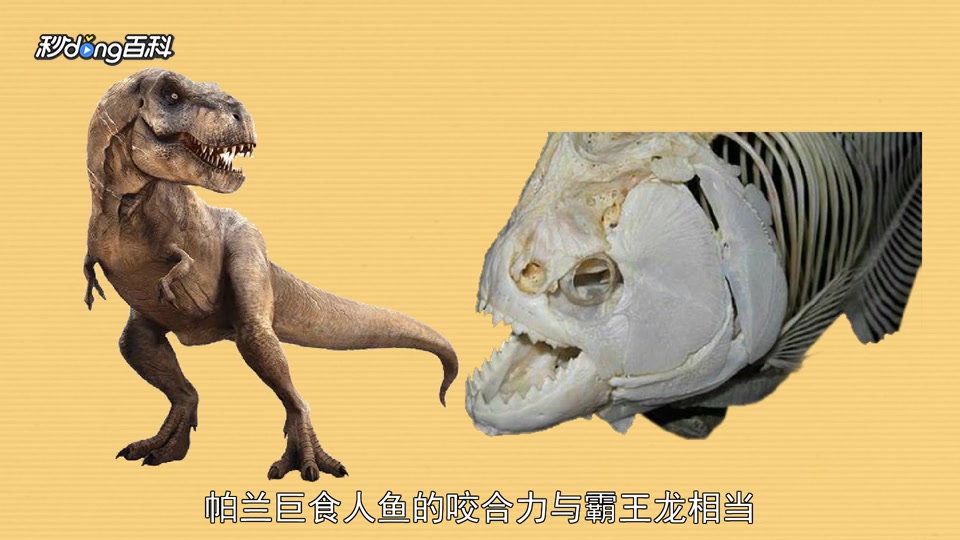 原来帕兰巨食人鱼长这样