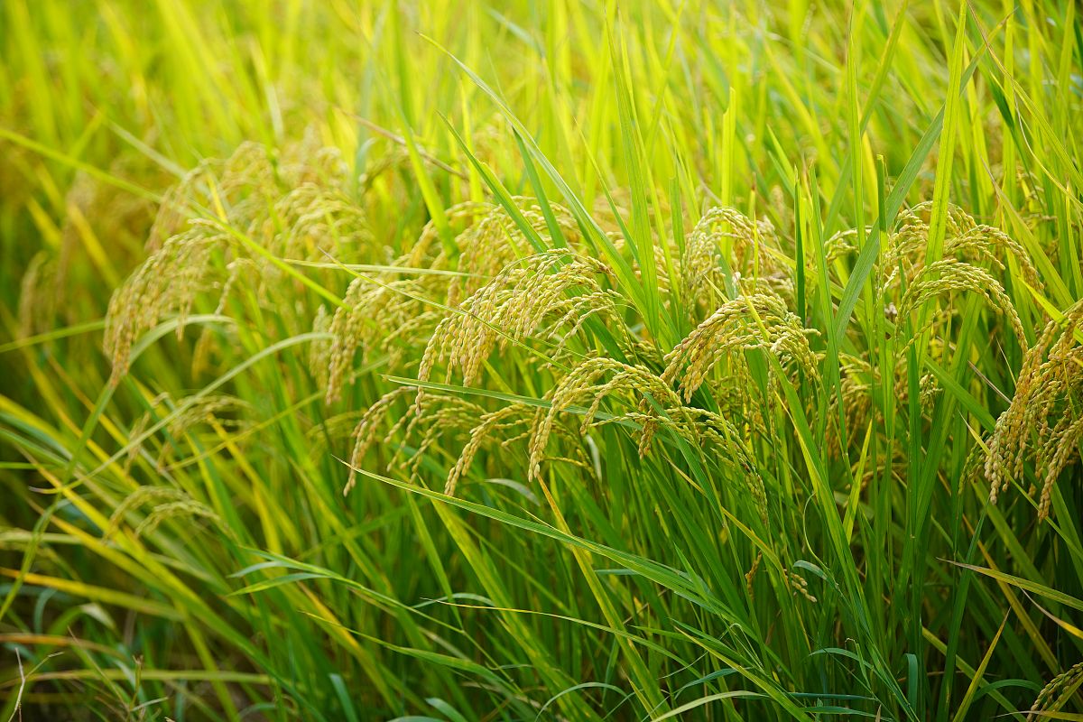 广西梧州农业学校2023年招生简章 - 培养未来农业人才