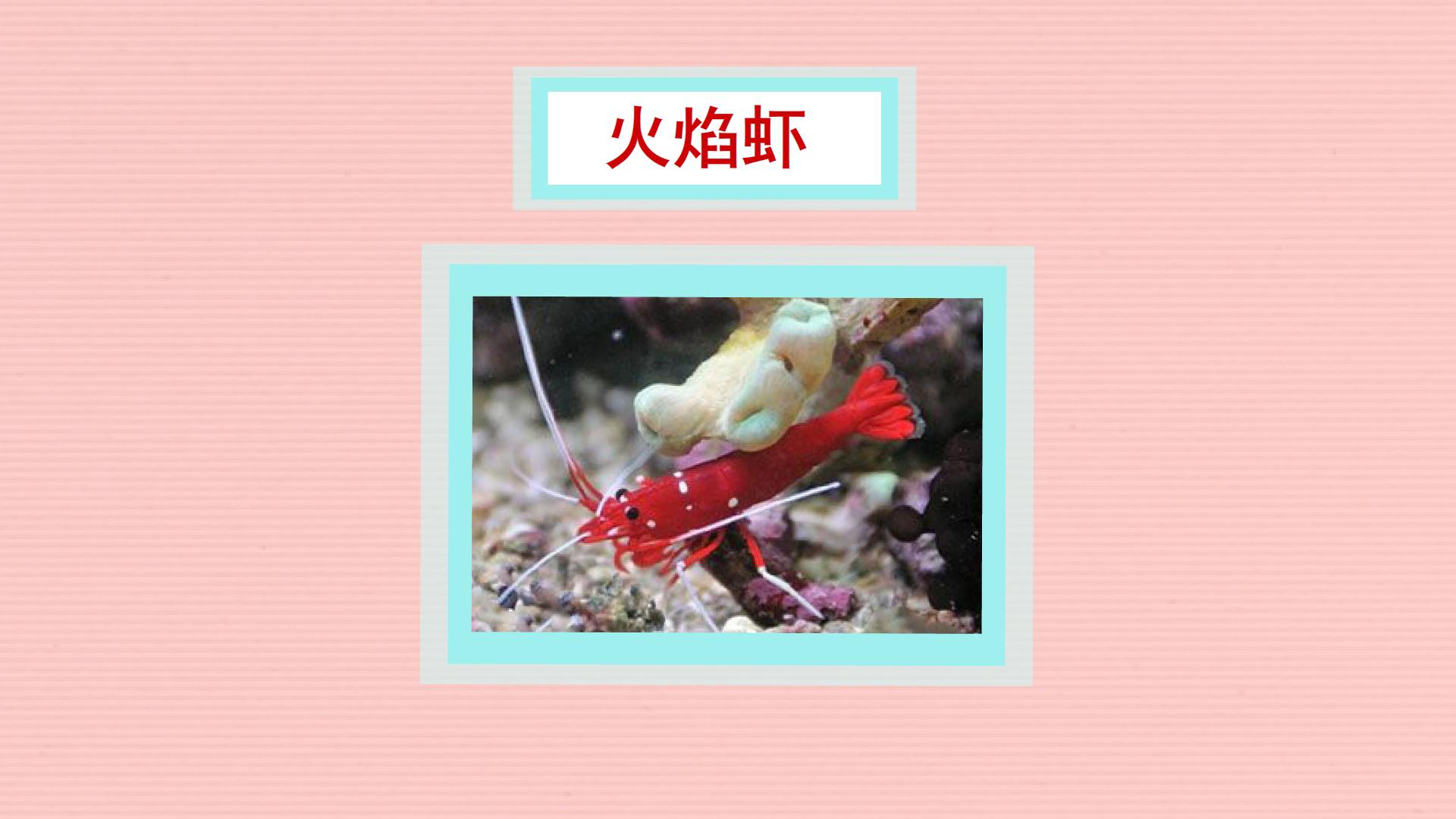 原来火焰虾长这样