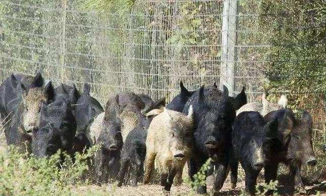 野猪活吃人图片