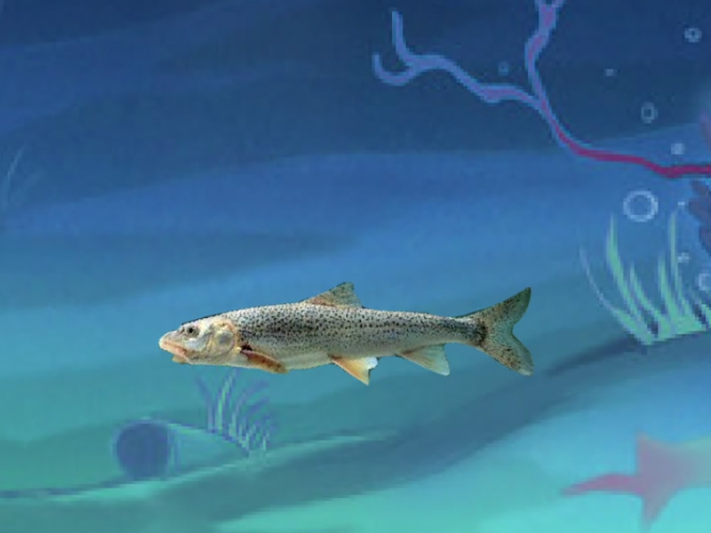 斑重唇鱼:一种特殊的裂腹鱼类