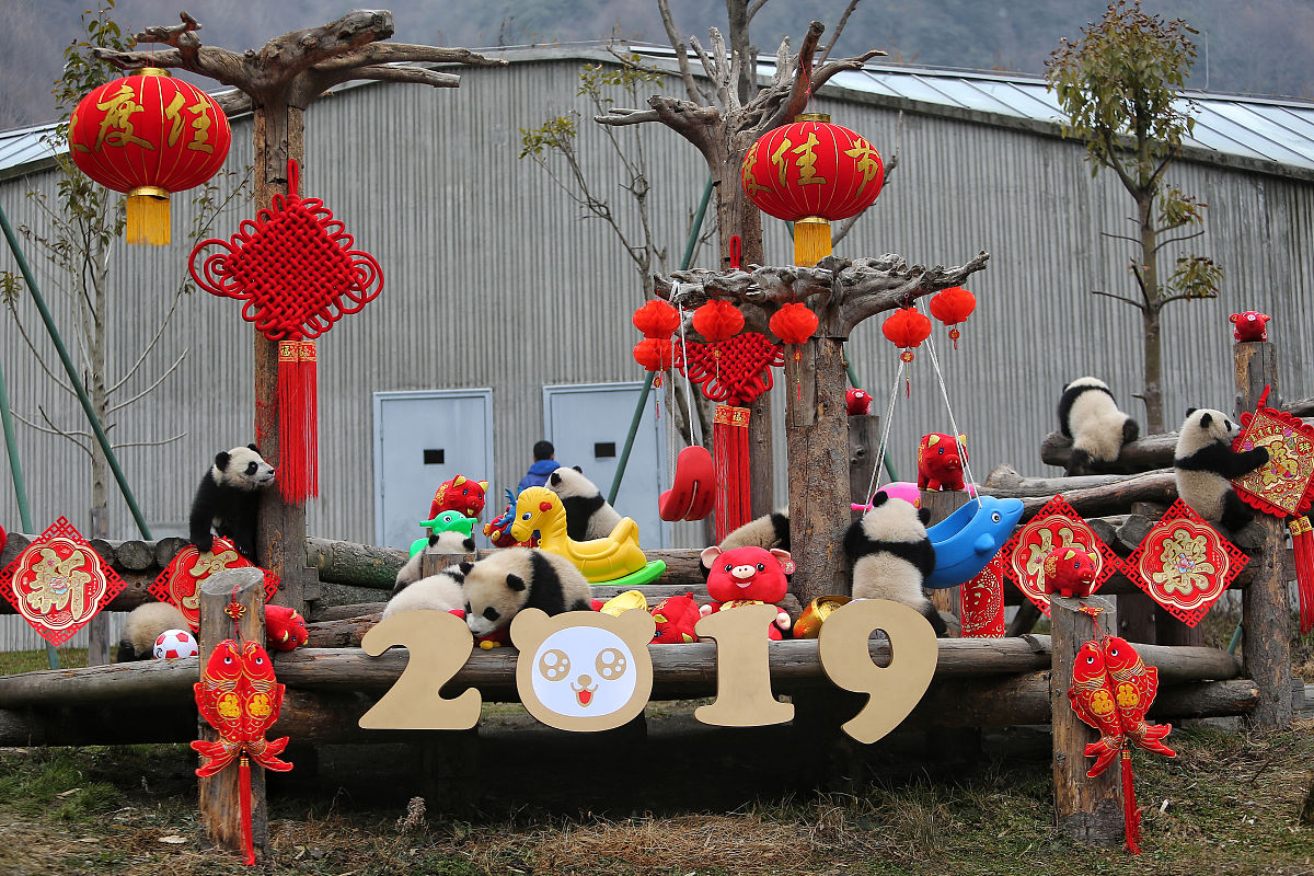 2019年01月31日上午,四川阿坝,中国大熊猫保护研究中心神树坪基地熊猫