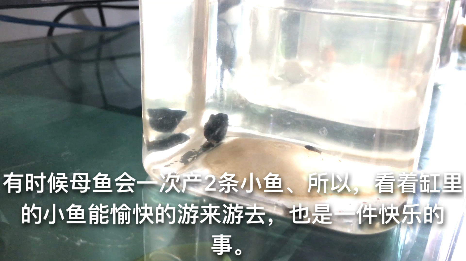 皮球鱼生宝宝,千万别用小号隔离盒,母鱼非常不适应
