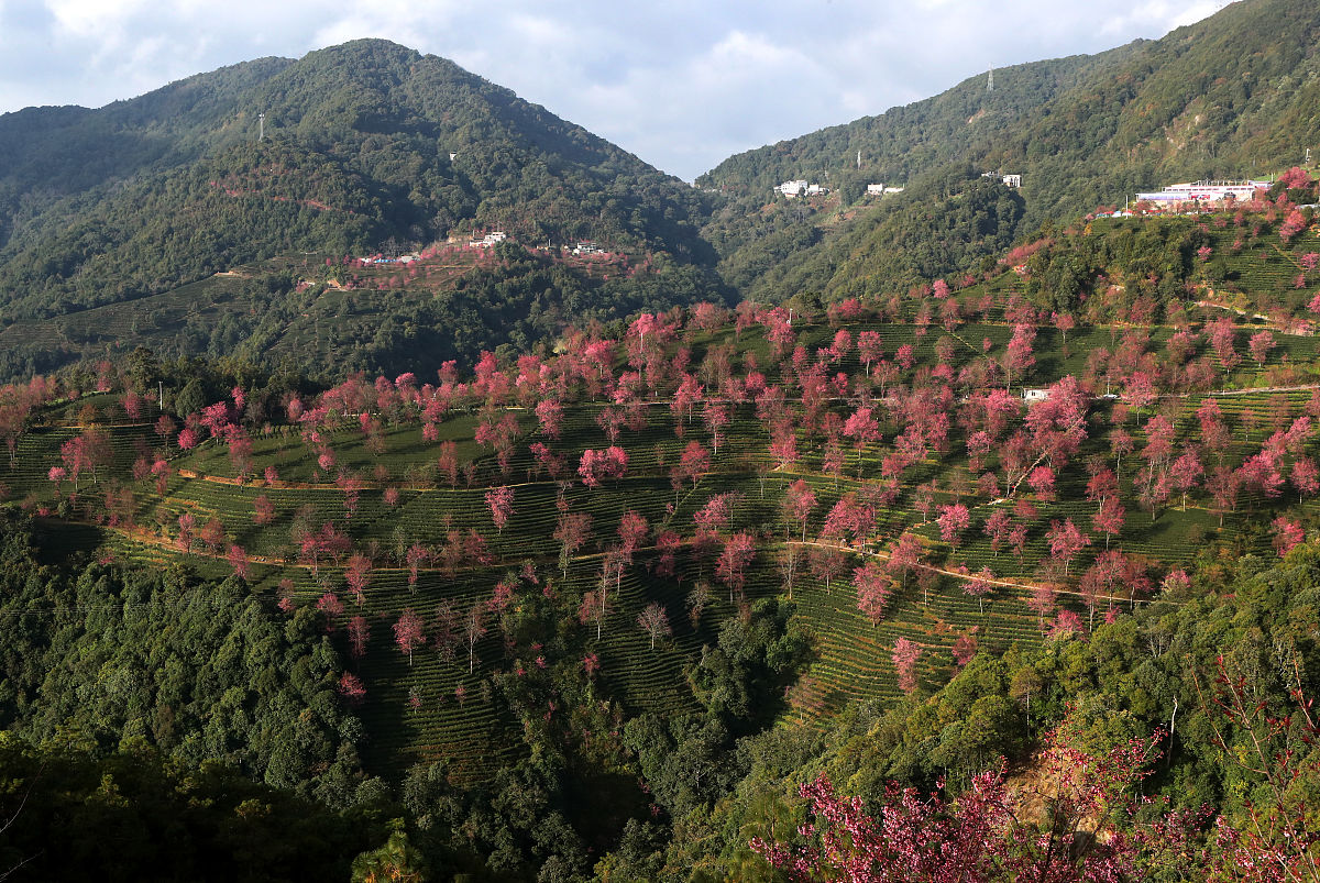 2019年12月15日,云南省大理白族自治州,南涧无量山樱花谷,冬樱花盛开