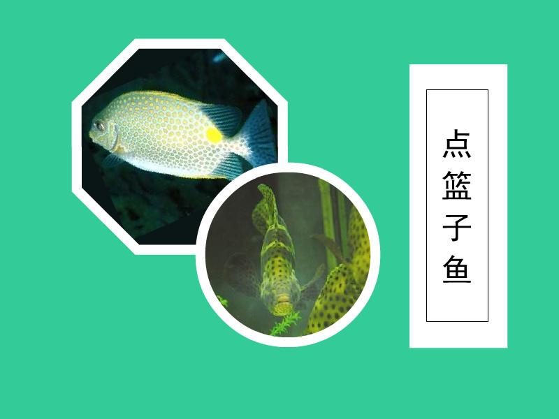 原来点篮子鱼长这样