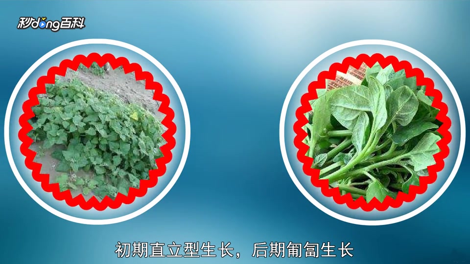 原来洋菠菜长这样