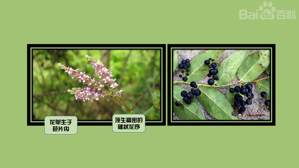 圆叶节节菜