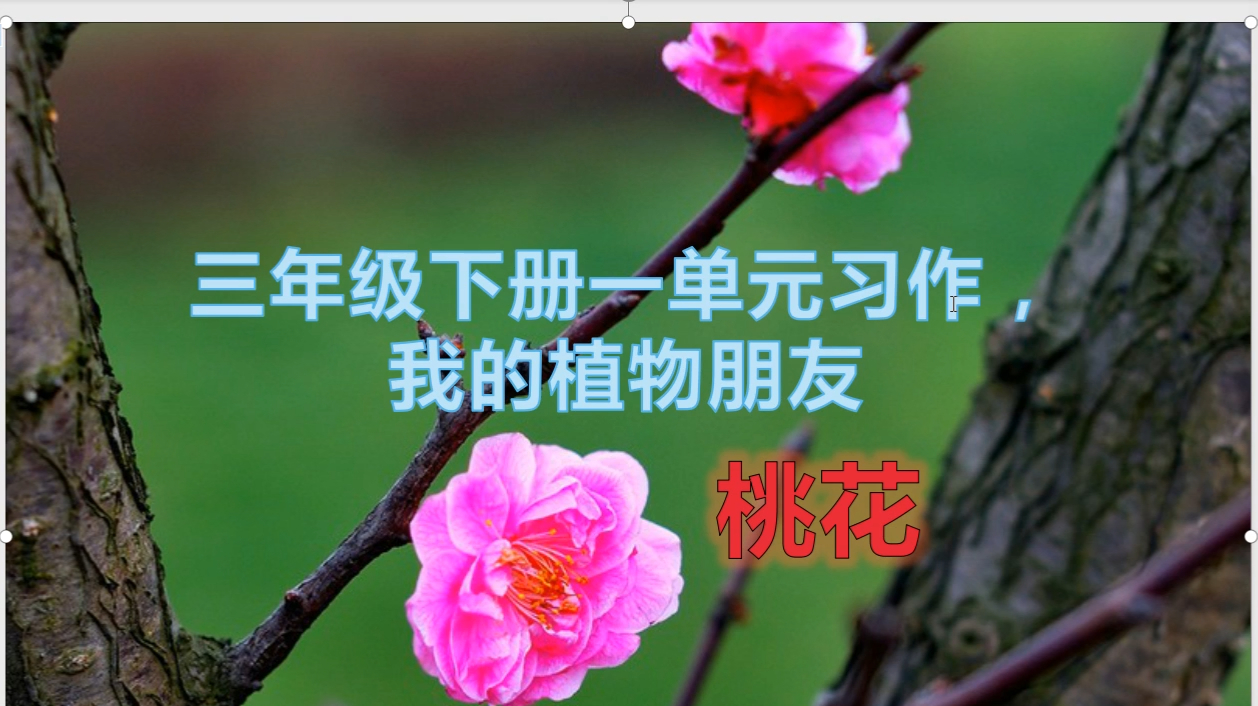 三年级作文,我的植物朋友,400字