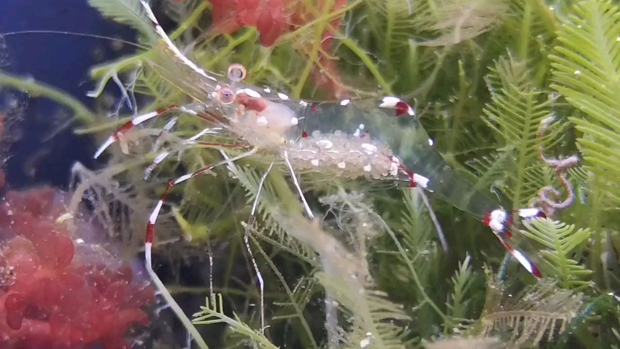 这是什么虾?全身透明的!