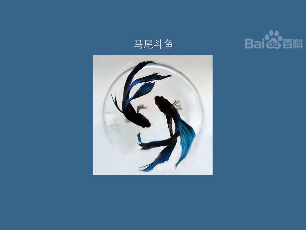 马尾斗鱼:有着和马尾一样飘逸的尾鳍