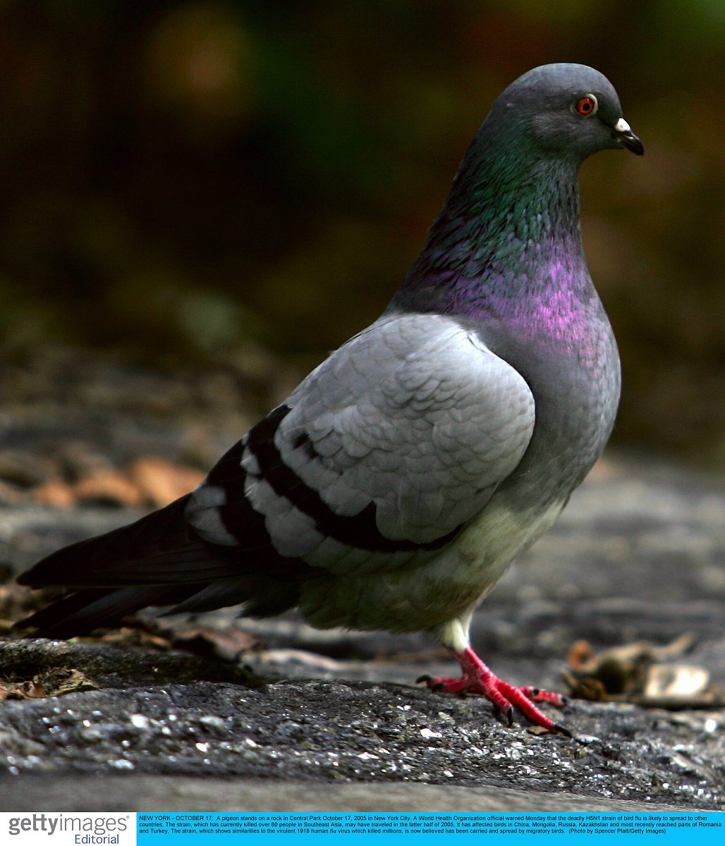 H5N1 禽流感病毒：致病性强，人类需警惕