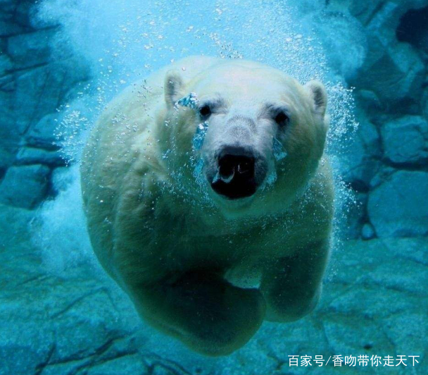 北极熊,陆地上最大的健将食肉动物,世界v陆地还是长颈鹿科普知识资料大全图片