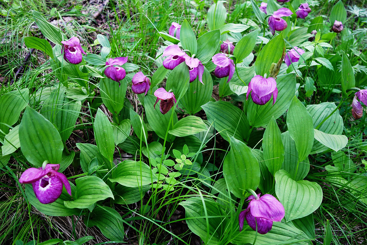 木本植物和草本植物的区别