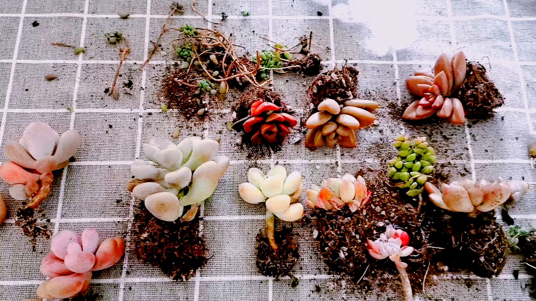 一元一颗的多肉开箱,性价比真是非常的高