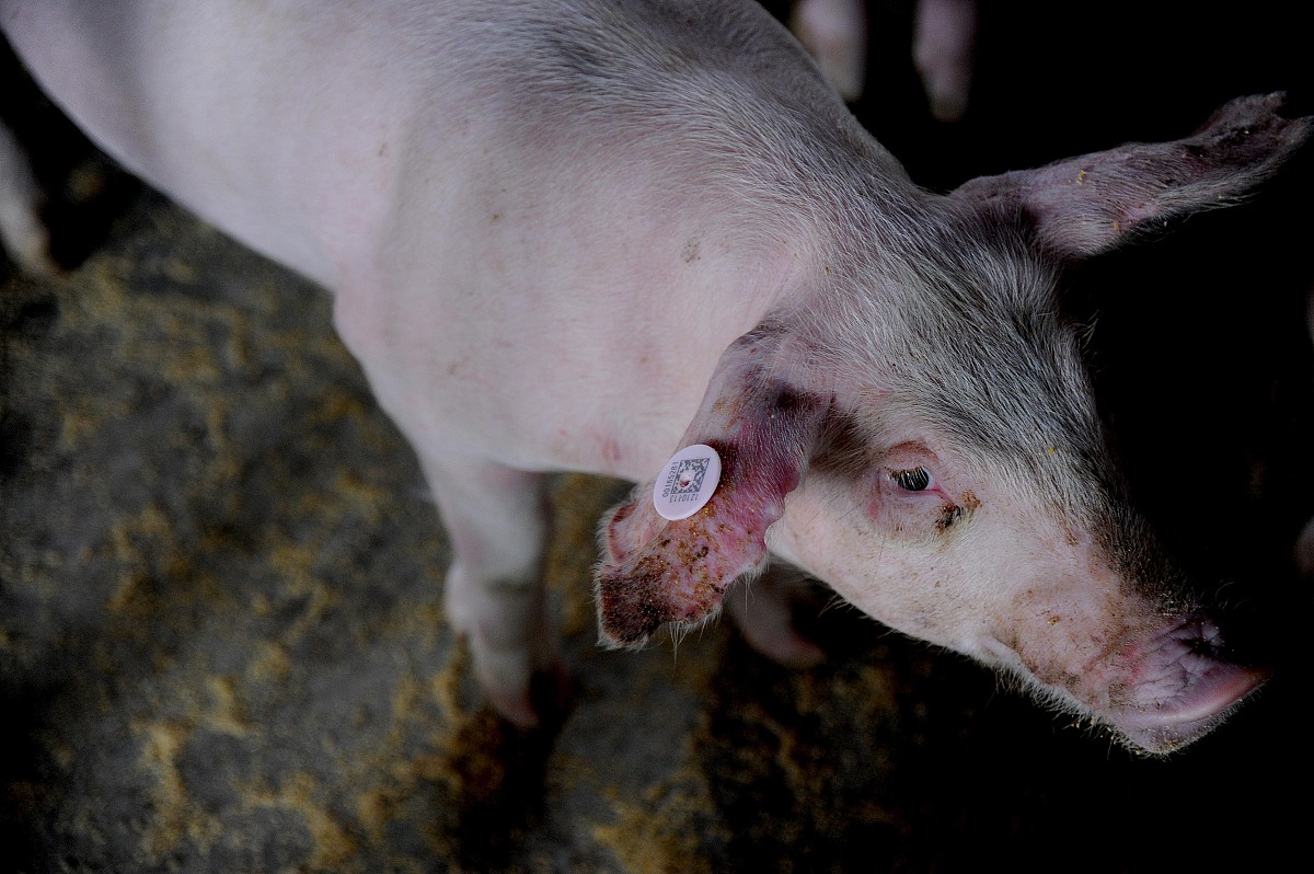 昆明畜牧兽医学校五年制大专招生专业 | 培养畜牧兽医人才