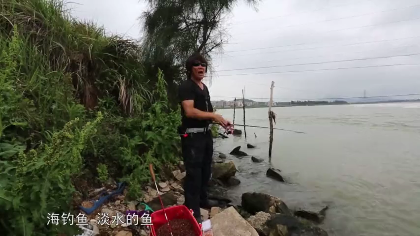 海鱼和淡水鱼受水域影响,它们的鳞片生长分布也不同