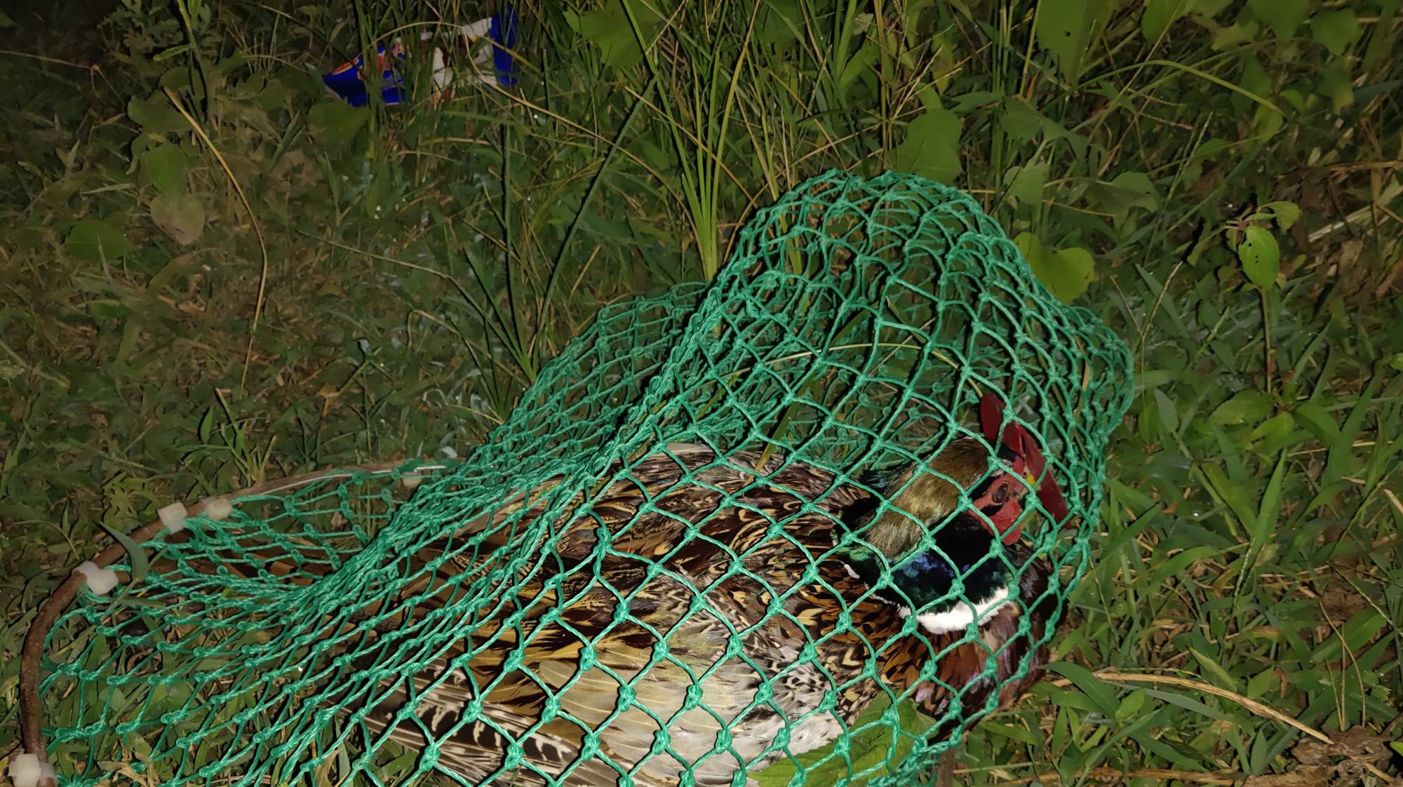 邻居傍晚稻田发现一只野鸡,小伙听到马上就去抓,三两下就逮到了