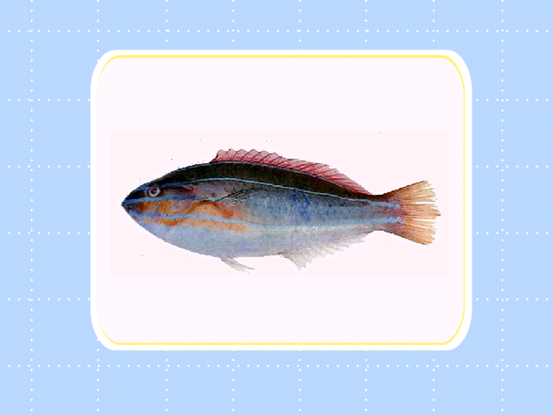 原来三线紫胸鱼长这样