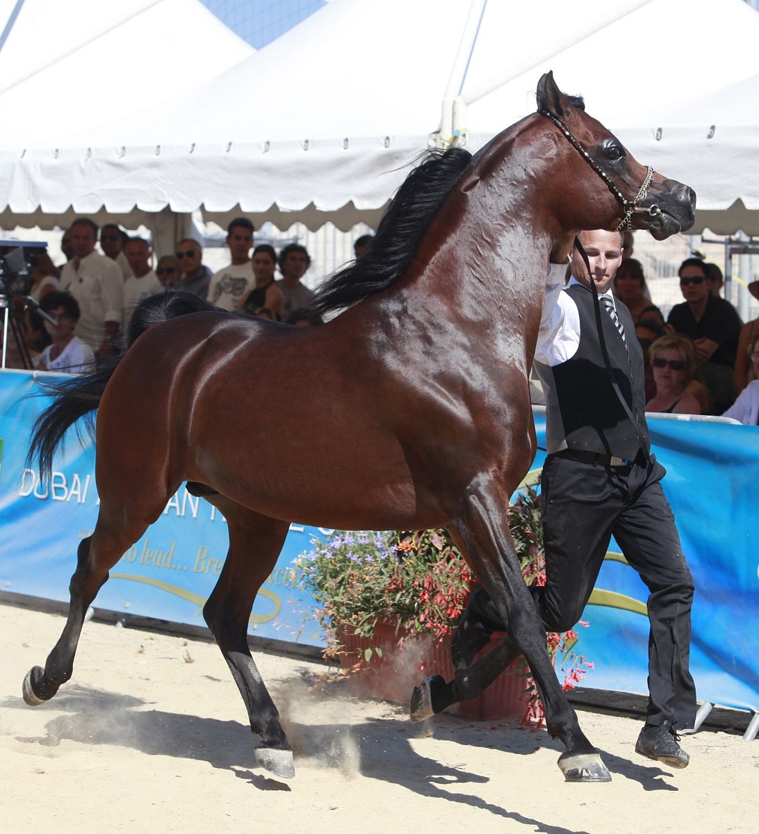 2011年6月19日,法国芒顿举办阿拉伯马比赛.***_***㏄hotopqr/nice mat