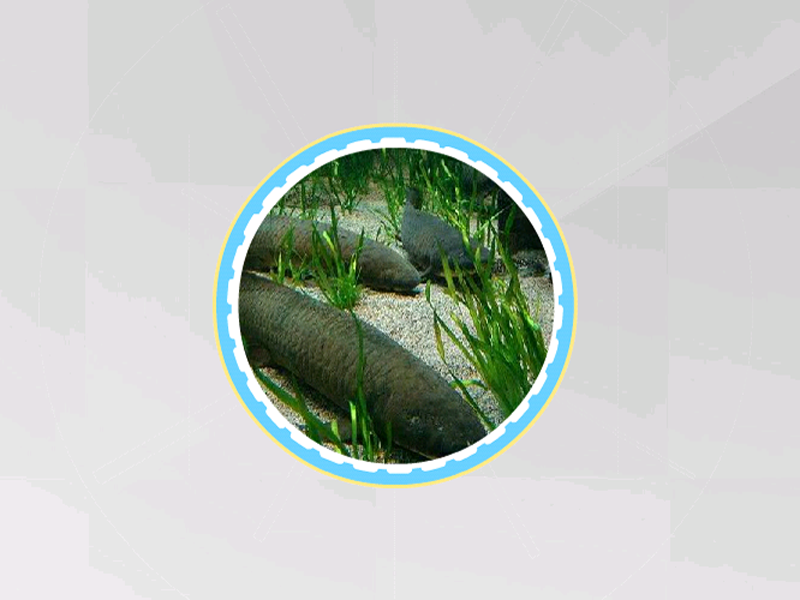 原来角齿鱼长这样