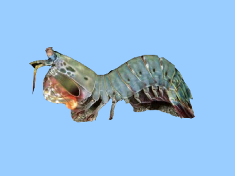 一分钟了解雀尾螳螂虾